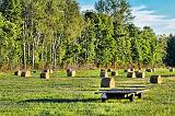 Field Of Bales_01461